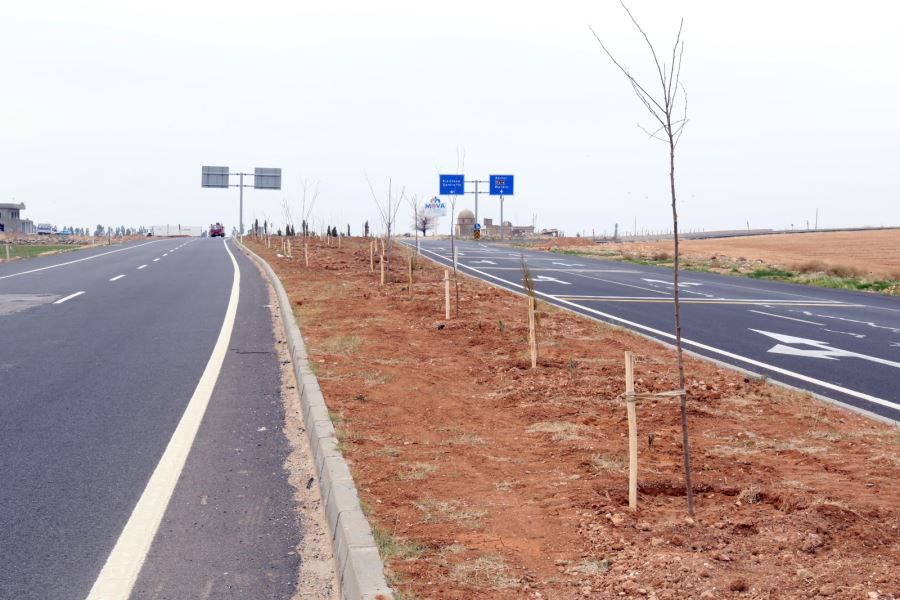 Uluslararası İpekyolu ağaçlandırma projesi 