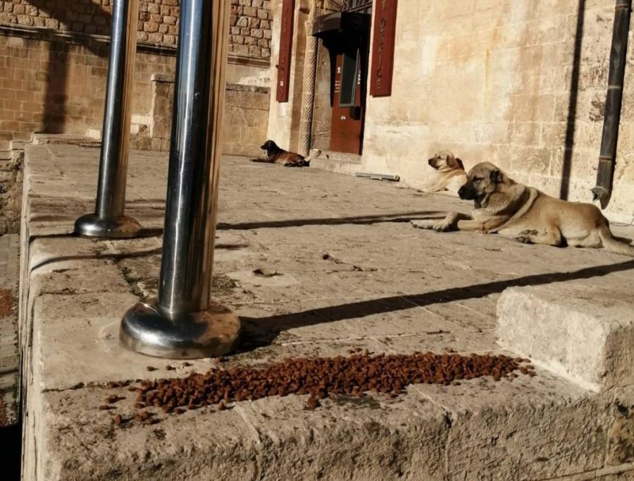 Mardin Büyükşehir Belediyesinden sokak hayvanlarına mama desteği