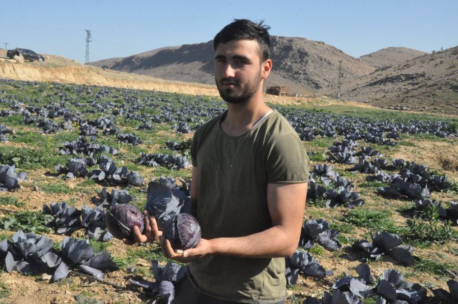 Kızıltepe’de çiftçiler keçi gübresiyle ilk defa karalahana yetiştirdi