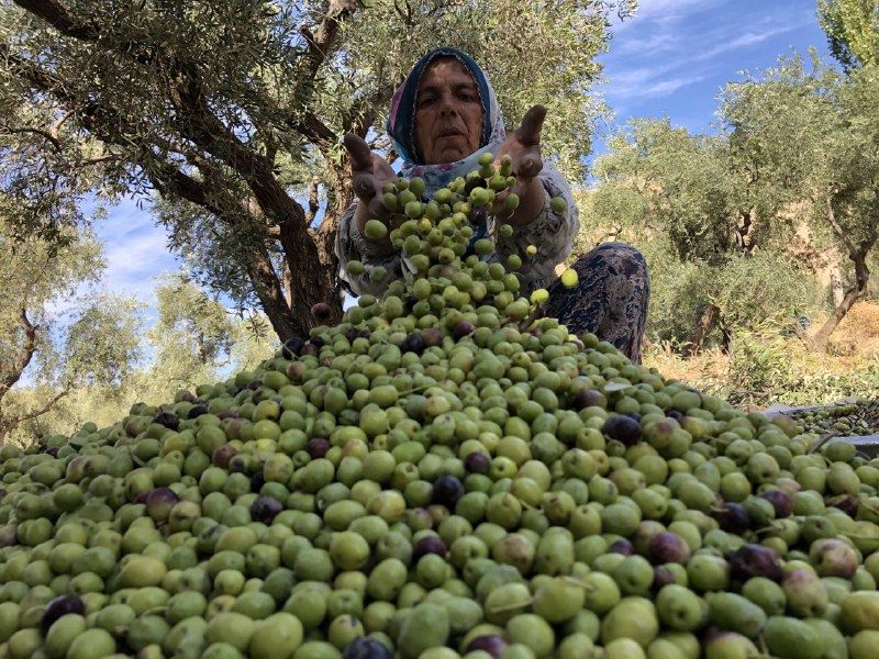 Vali Demirtaş, Hedefimiz Derik’i zeytin vadisi yapmak