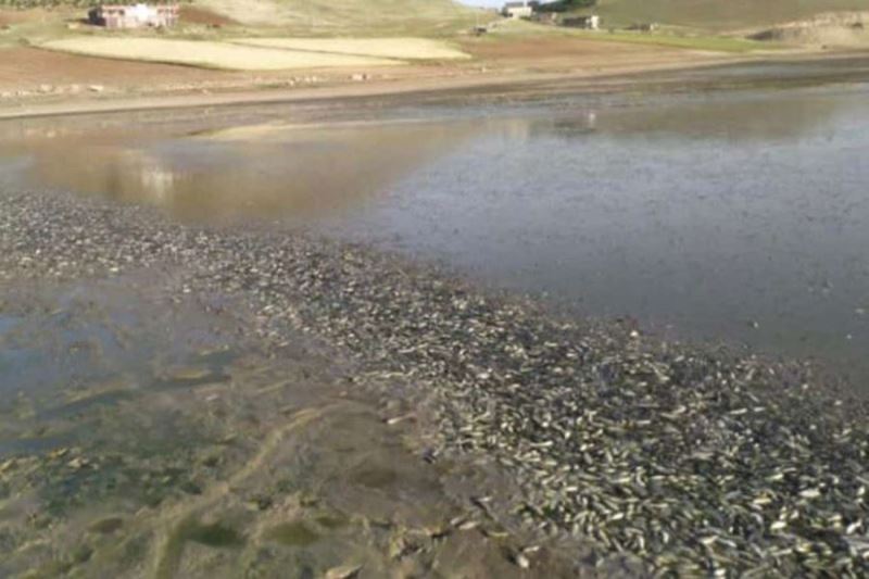 Mardin’de kuraklıktan suyu çekilen göletteki binlerce balık telef oldu