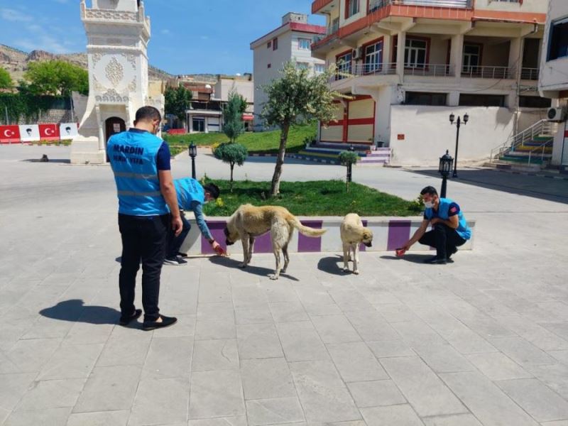 Derik Belediyesi can dostlarımızı unutmadı