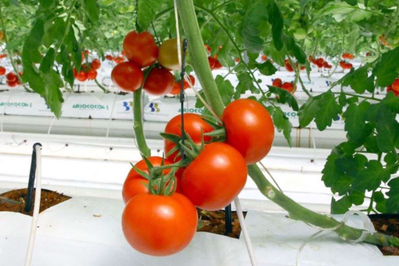 Mardin’de fiyatı en fazla artan ürün domates oldu