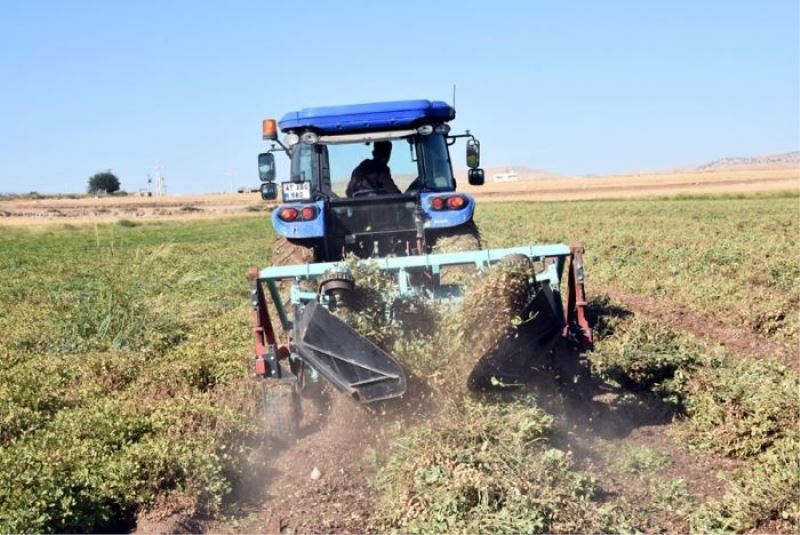 Nusaybin’de yer fıstığı hasadı