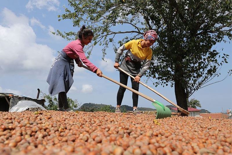  Mardinli mevsimlik tarım işçilerinin Sakarya