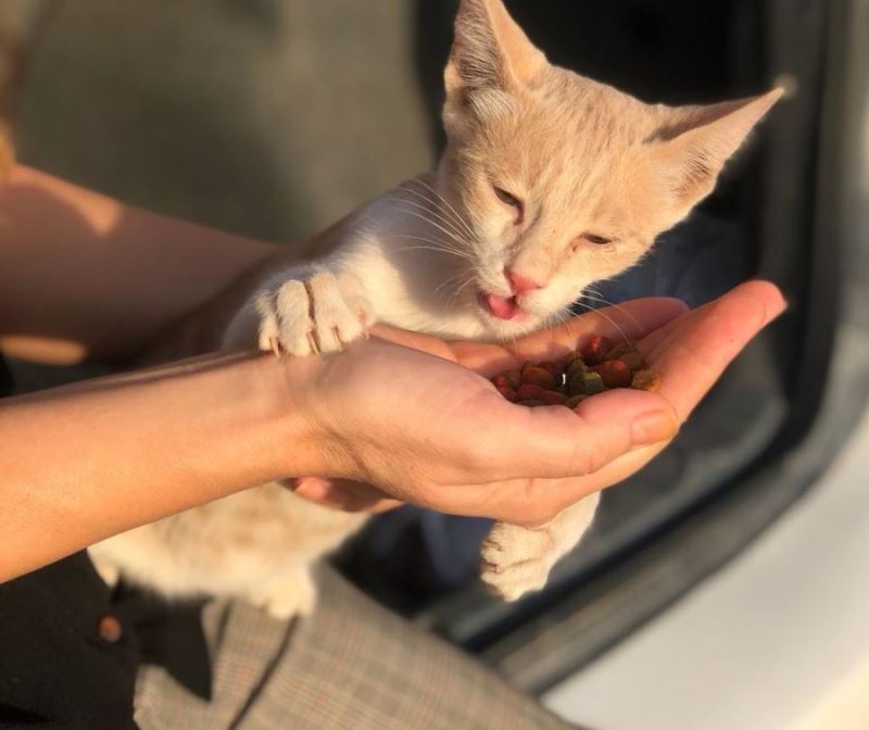 Kızıltepe Belediye ekipleri sokak hayvanları için mama dağıttı