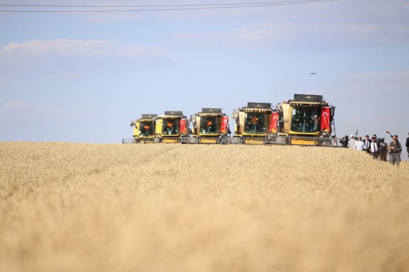 Kızıltepe Ovası’nda 561 bin 100 ton buğday rekoltesi bekleniyor
