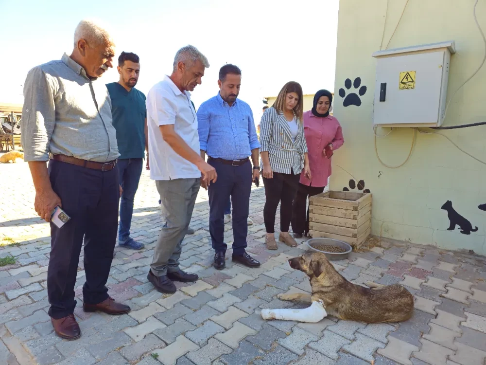 Tedavi gören sokak hayvanlarına ziyaret