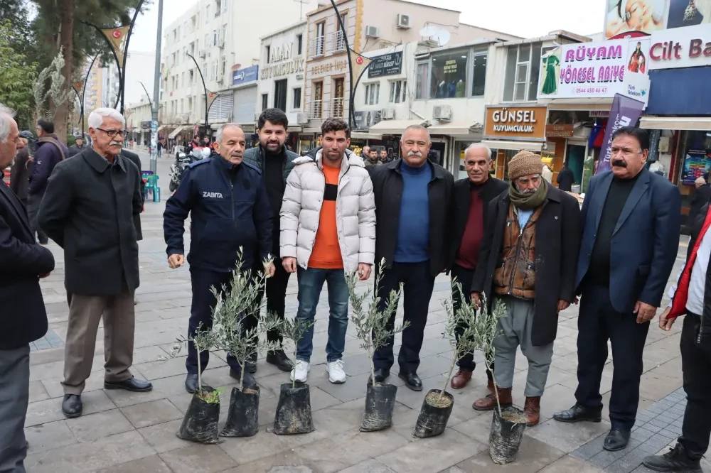 Kızıltepe’de vatandaşlara zeytin fidanları dağıtıldı