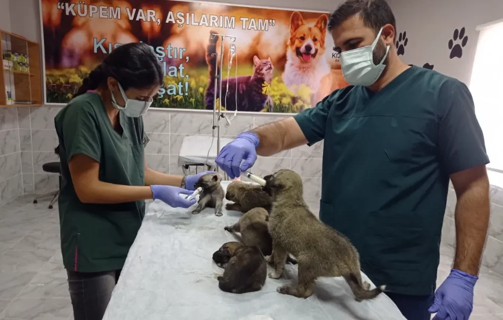 Belediyenin sağlık ekipleri yavru köpekleri sütle besledi